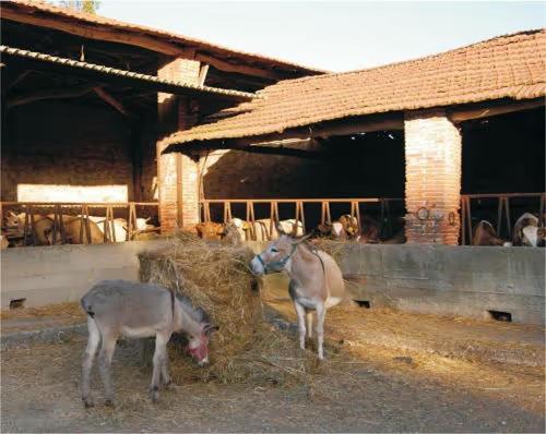 Fattoria Agriturismo Bigongiari Lucca Esterno foto