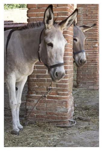 Fattoria Agriturismo Bigongiari Lucca Esterno foto