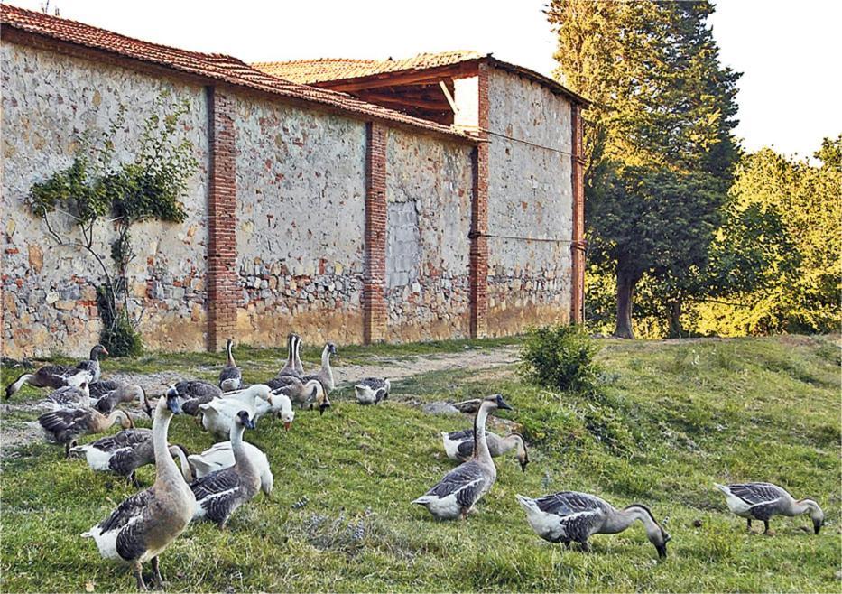 Fattoria Agriturismo Bigongiari Lucca Esterno foto